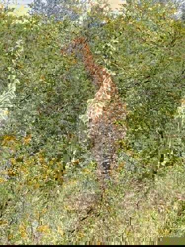 Staff Trip To A South African Safari Holiday with Newmarket Holiday