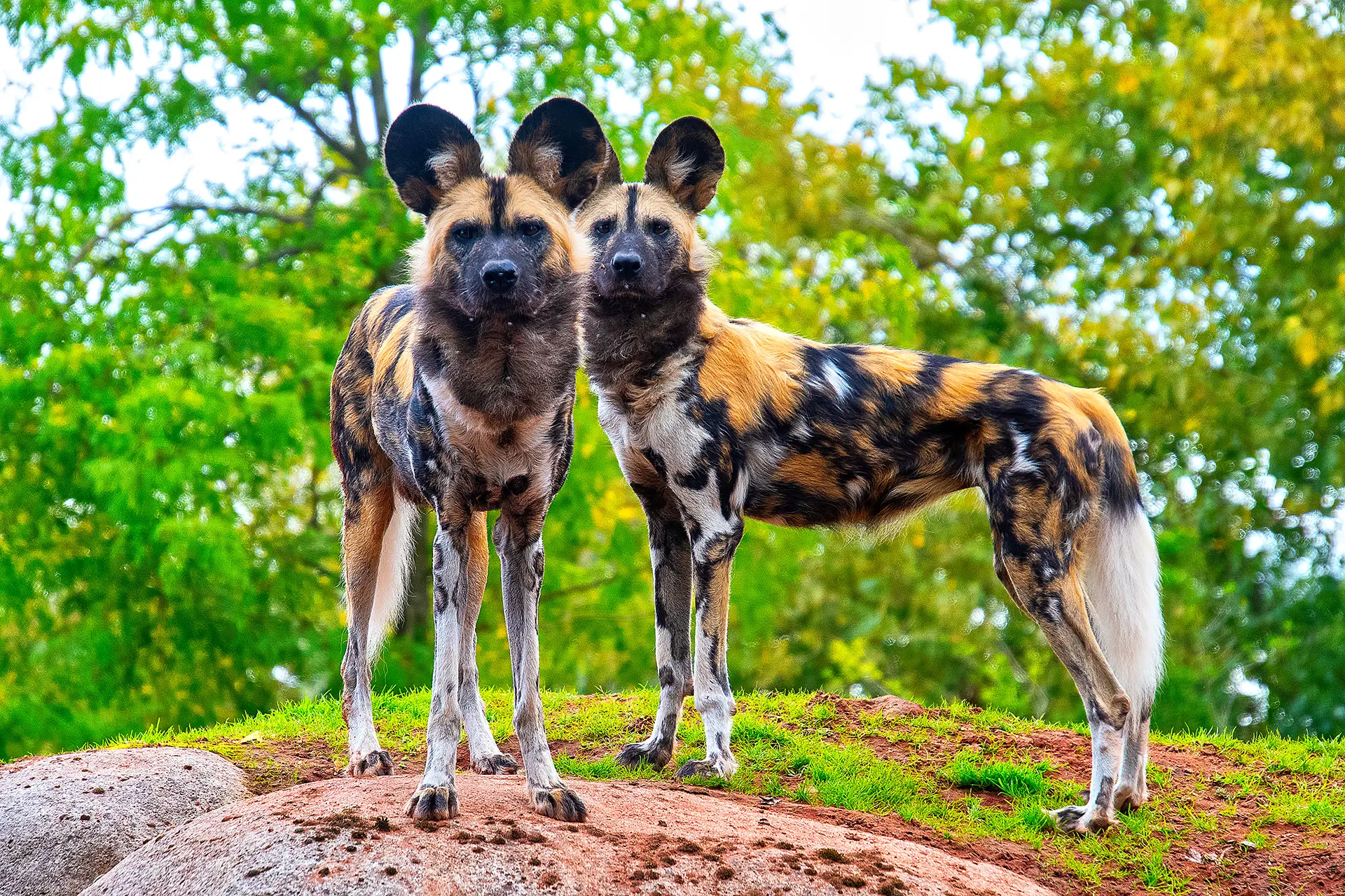 Painted Dogs, Hwange National Park
