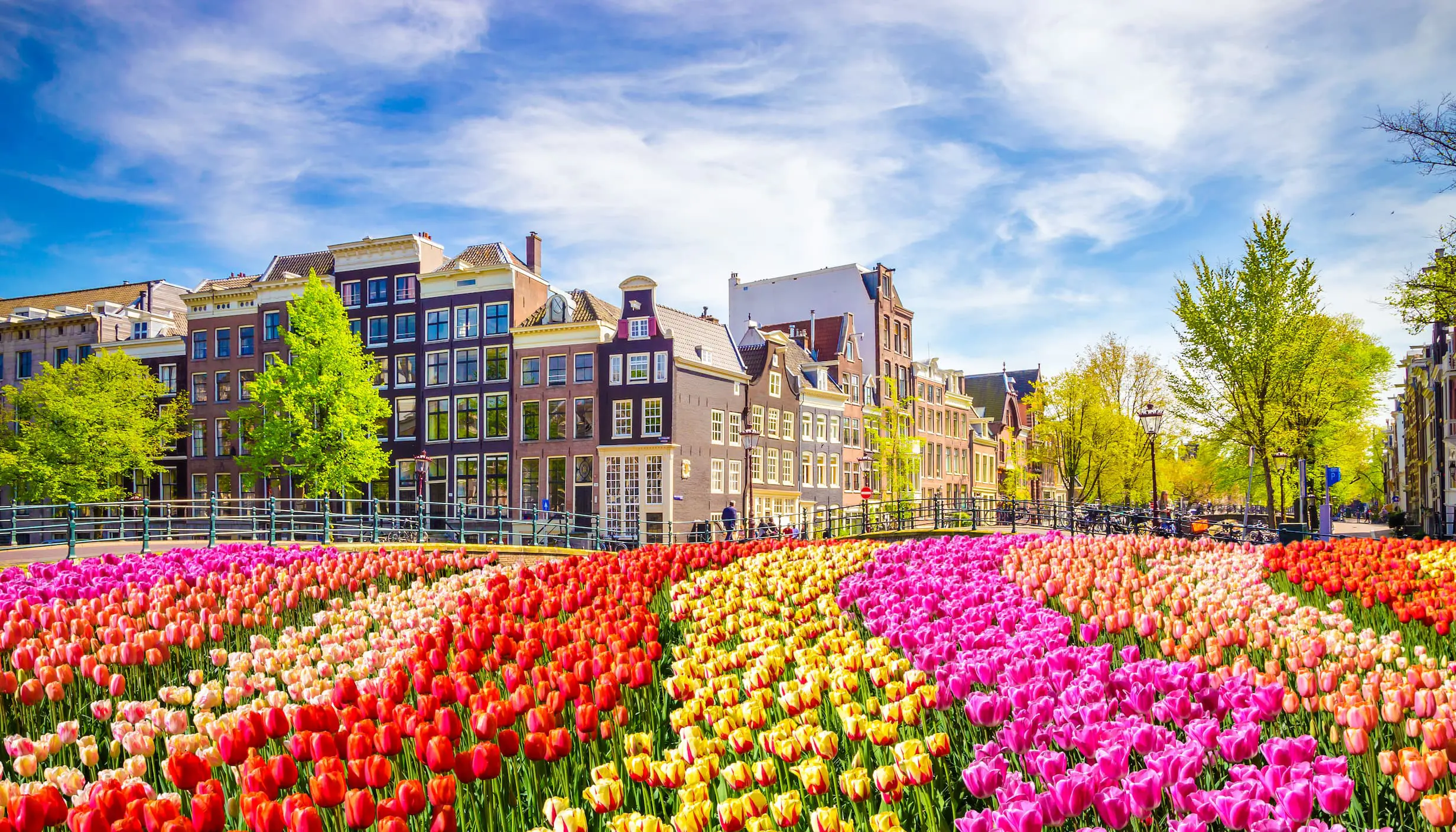 Traditional old buildings and tulips in Amsterdam, Netherlands