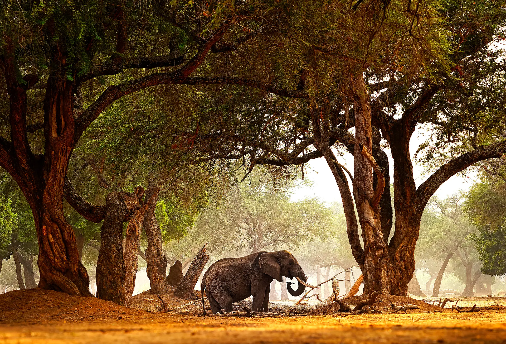 Elephant, Zambezi National Park
