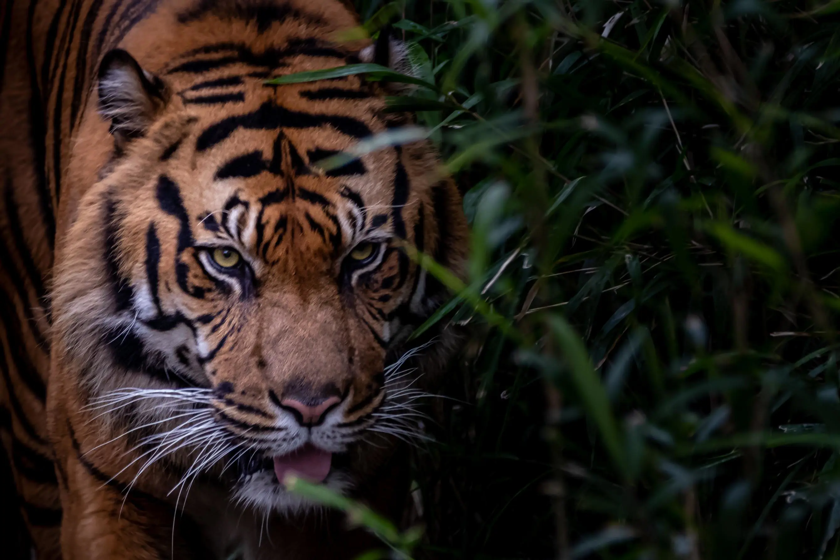 A close-up of a Bengal tiger in the forest in Ranthambore National Park, India