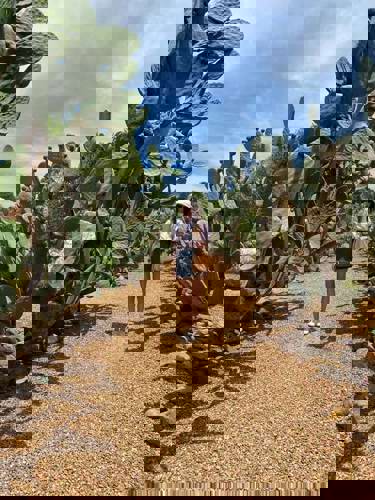 Wineries and sunshine in South Africa