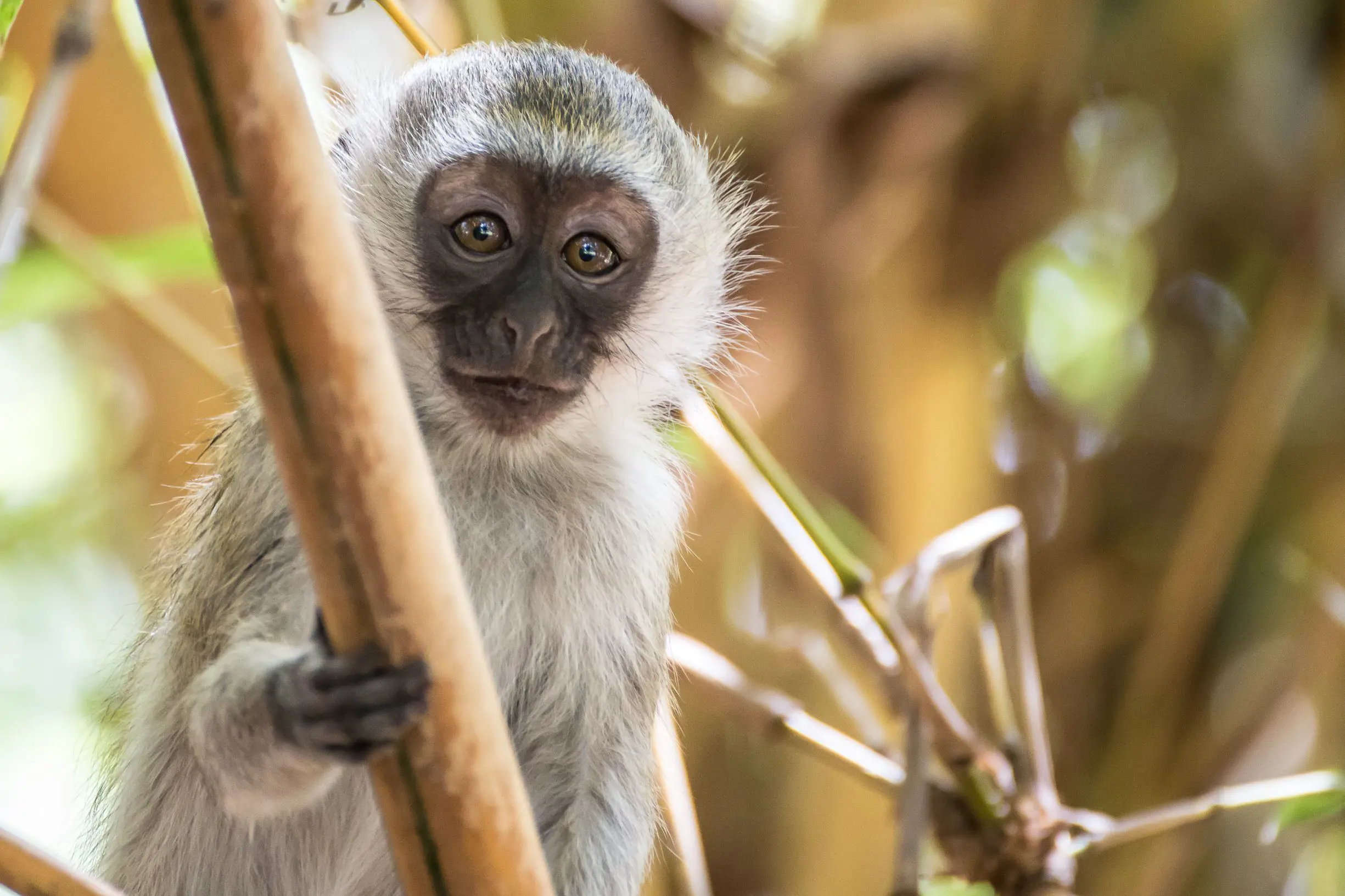 Baby Vervet Monkey Amboseli National Park