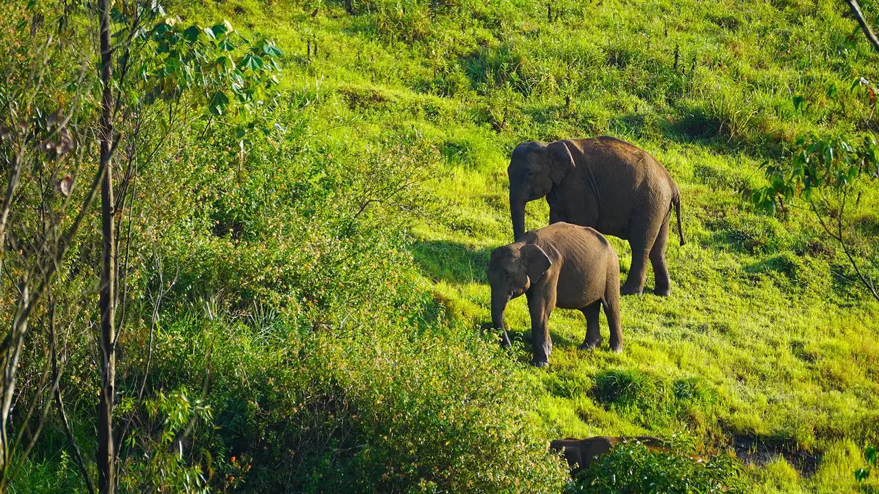 Two elephants walking through lush green grass and shrubs on a sunlit hillside in India