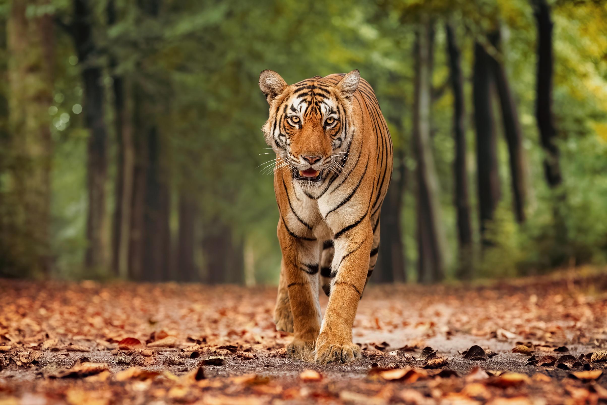 A Bengal tiger walks toward the camera on a forest path in Ranthambore National Park, India, surrounded by trees