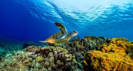 Sh 2652711911 Giant Sea Turtle, Great Barrier Reef