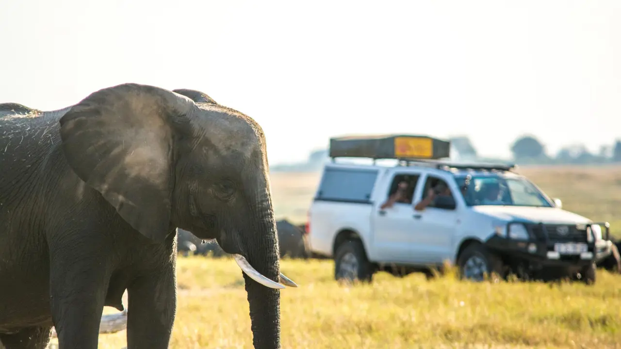 Safari vehicle approaches an elephant walking through the bush in Chobe National Park, Botswana, during a guided game drive.