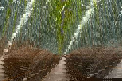 Wander through Arashiyama Bamboo Forest