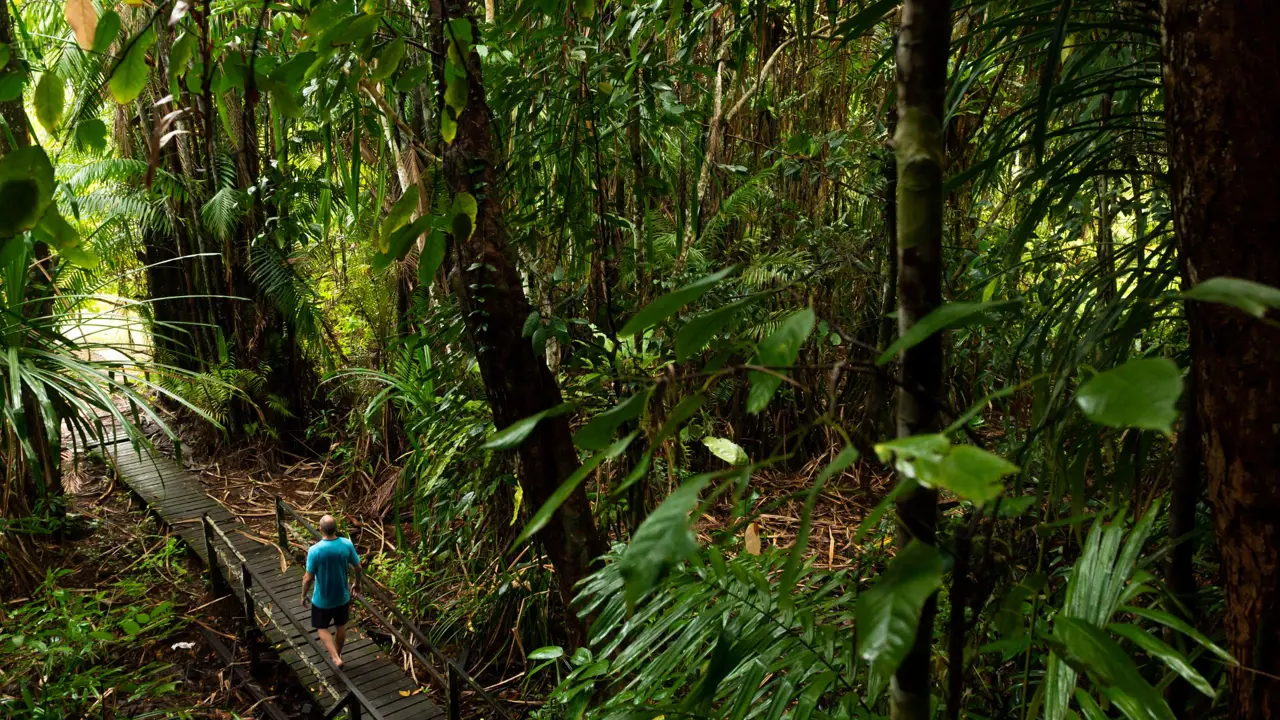 Visitor walking on boardwalk in rainforest