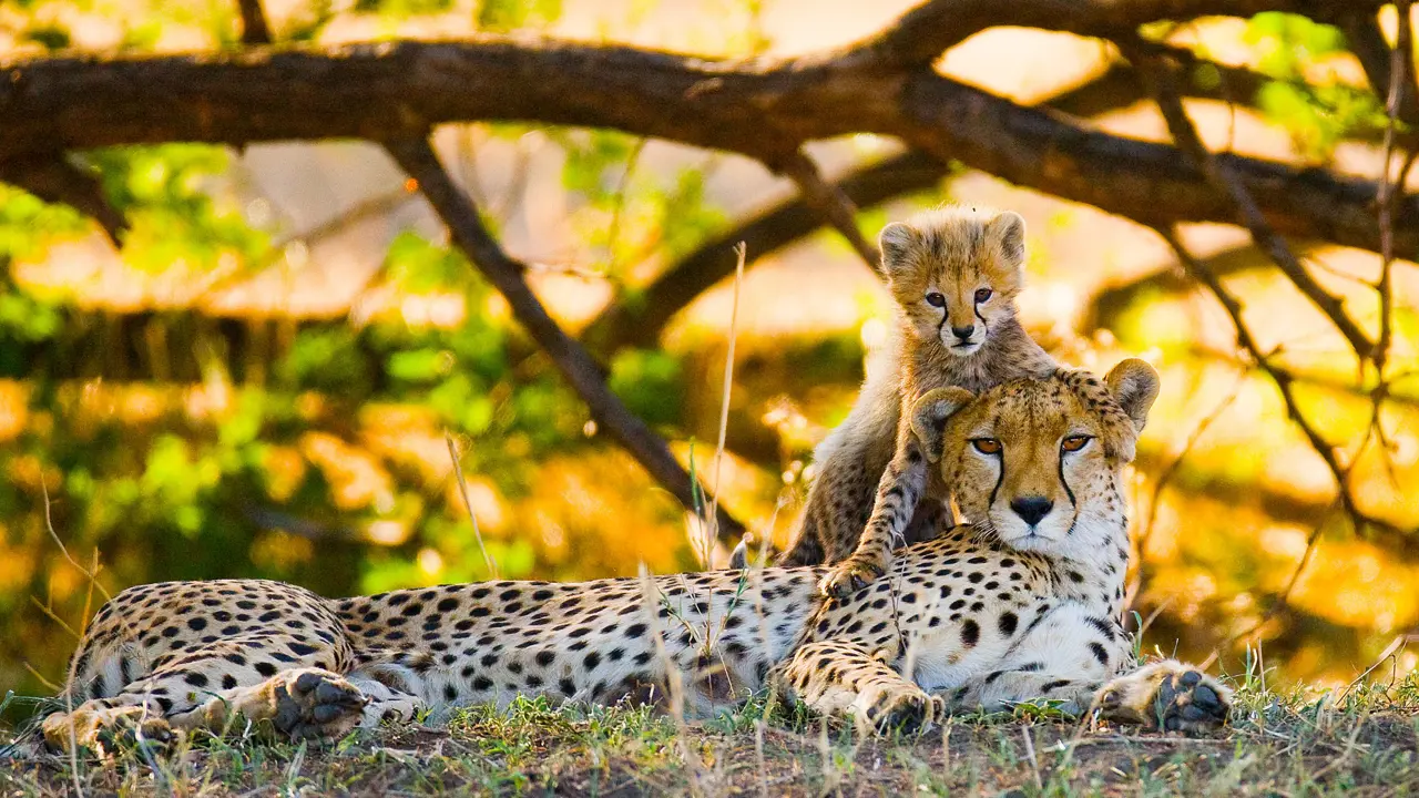  Cheetah mother and cub 