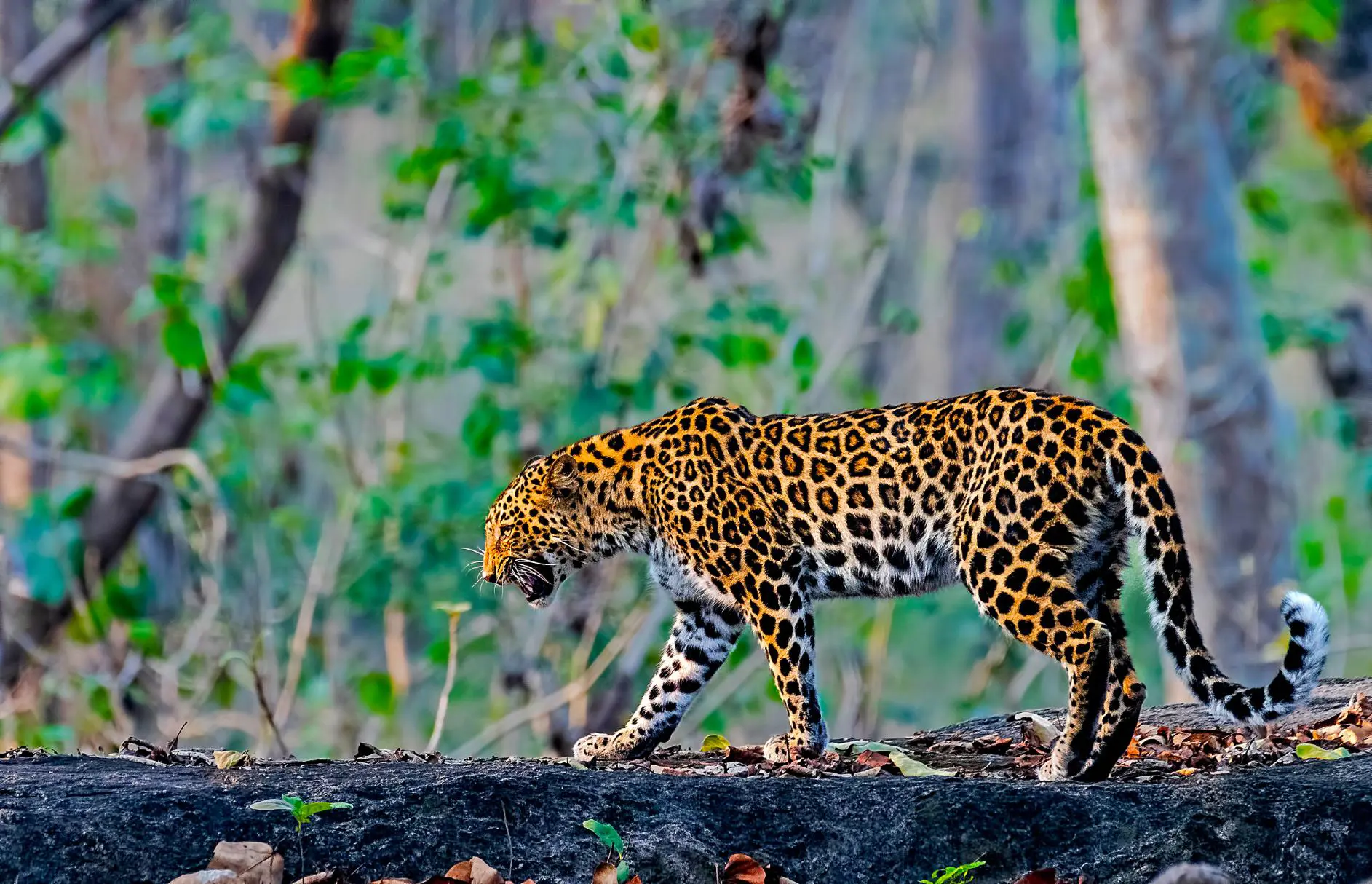 Indian Leopard, Pench National Park