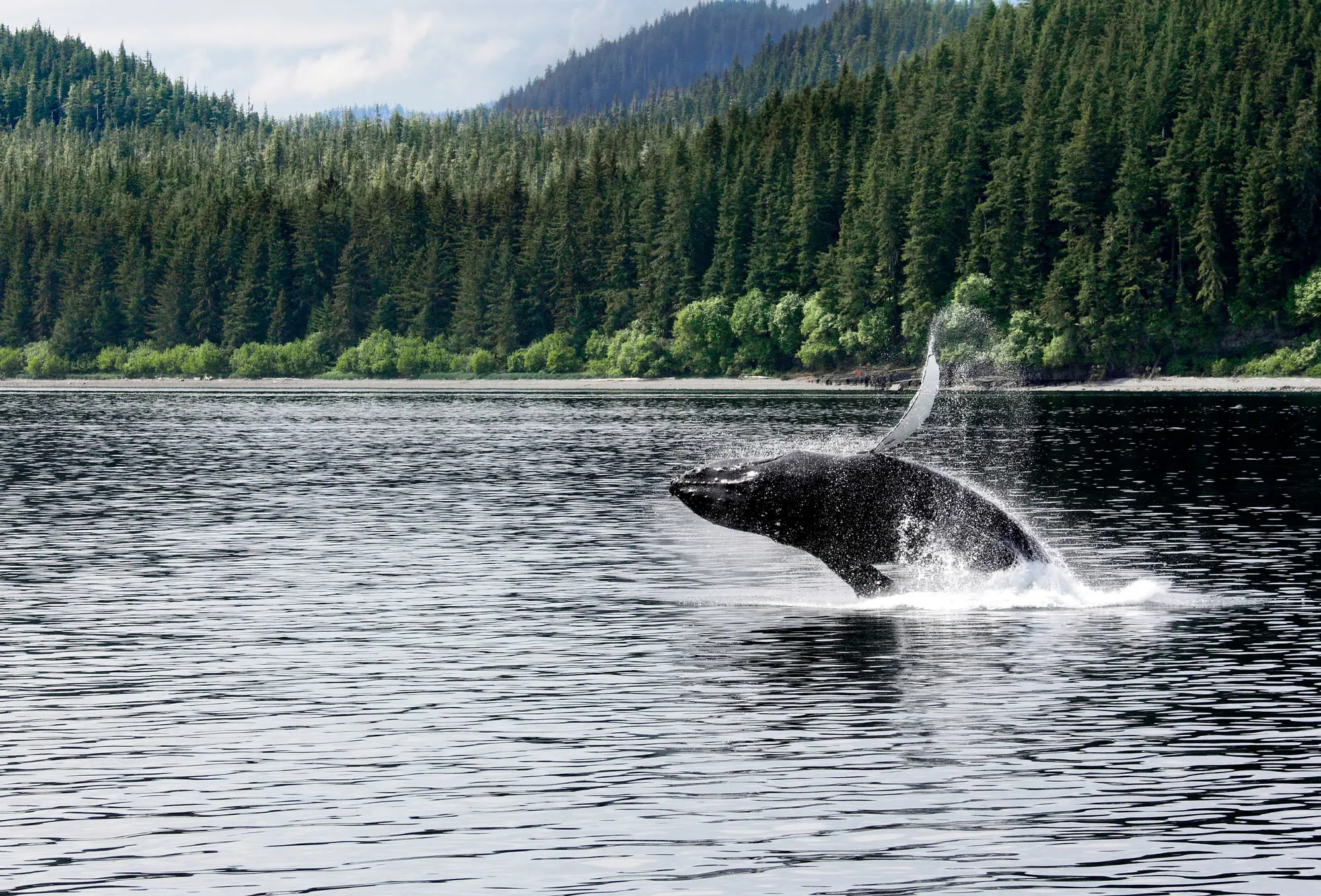 A humpback whale swimming in coastal waters off Canada, with its back and dorsal fin visible above the surface