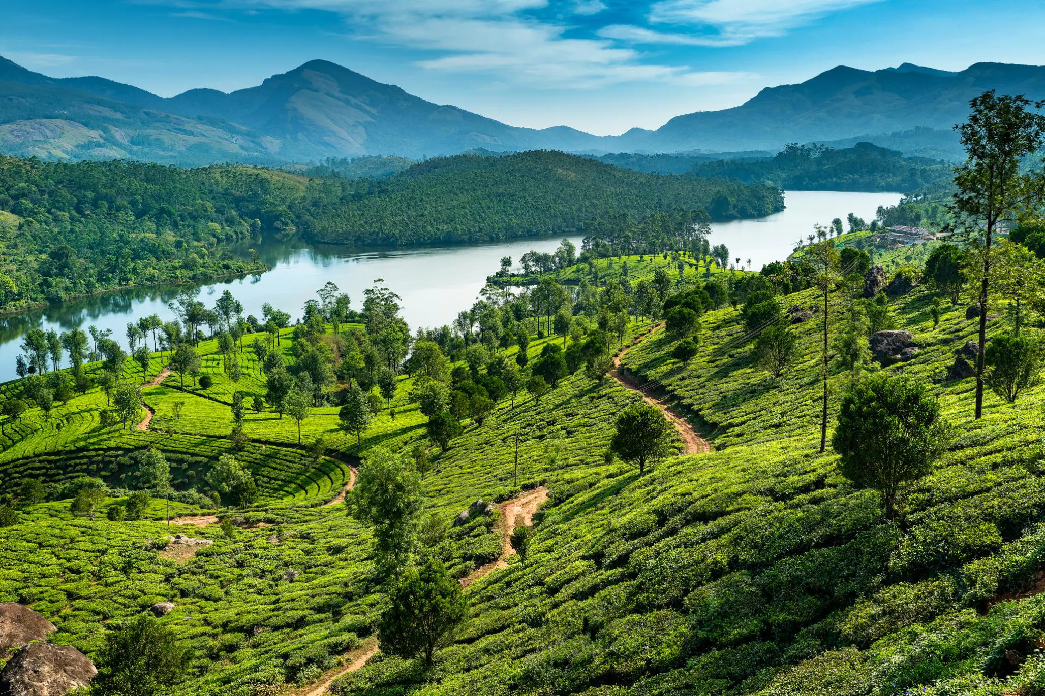 Tea Plantations, Kerala, India