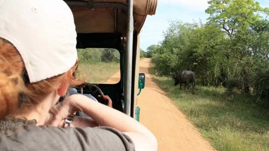 G 920X528 Gettyimages 1019832958 Yala National Park Safari Sri Lanka