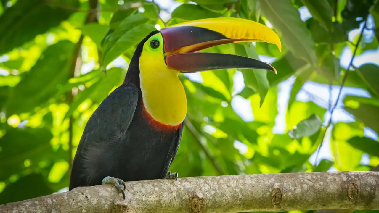 Yellow throated toucan