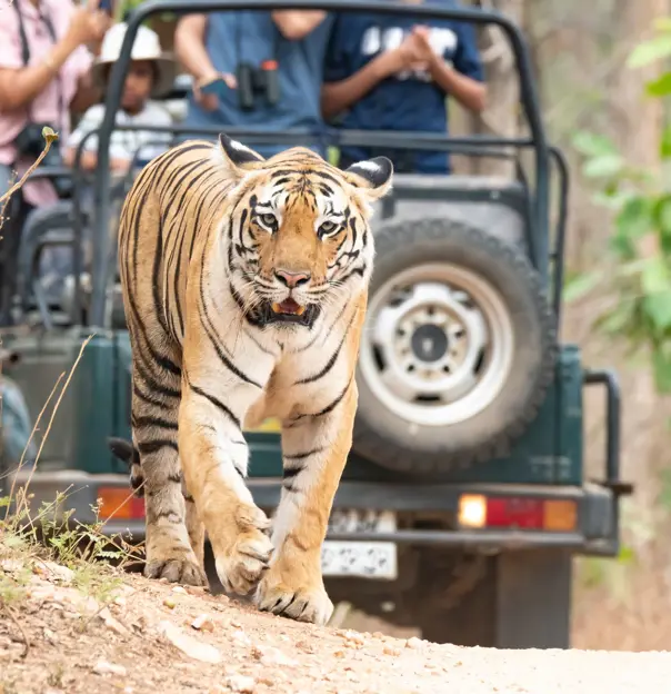 Bengal tiger, Pench National Park