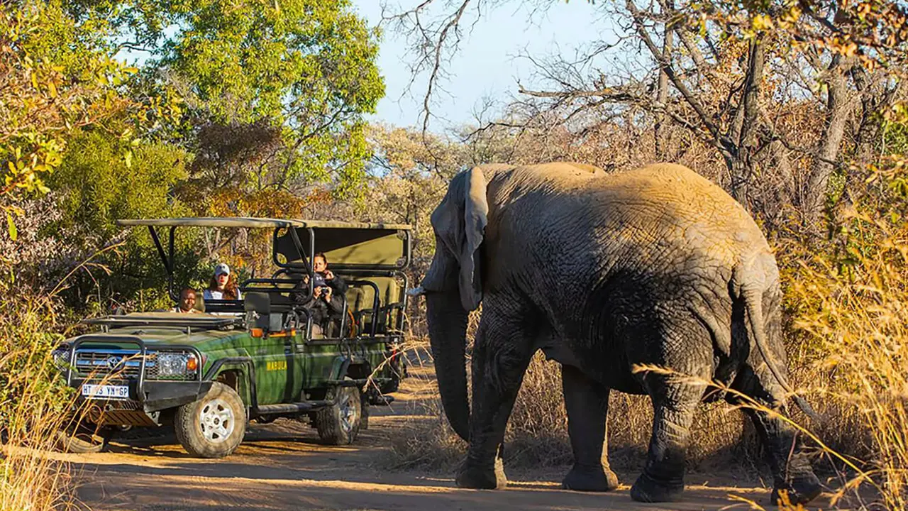 Tourists observing an elephant on a game drive in Mabula Game Reserve, South Africa 