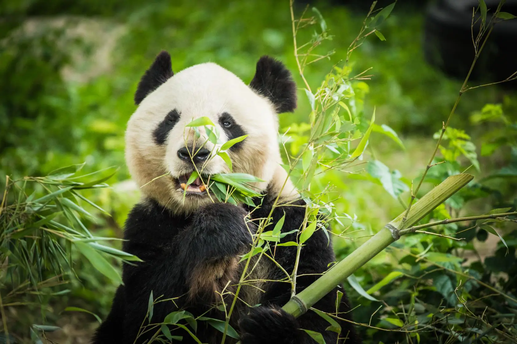 A giant panda sitting among green bamboo leaves while chewing on bamboo in Chengdu, China