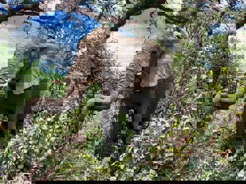 Staff Trip To A South African Safari Holiday with Newmarket Holiday