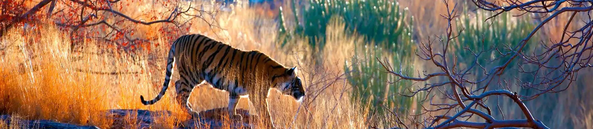 1920X700 Gettyimages 157739460 Tiger India
