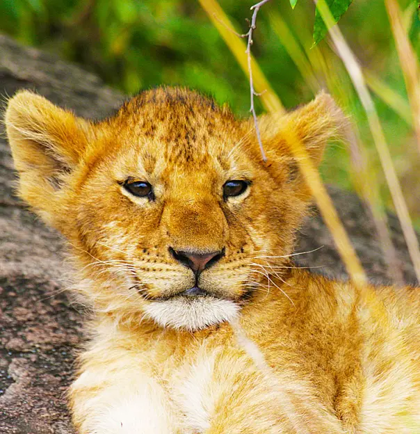 Lion cub in Kenya 
