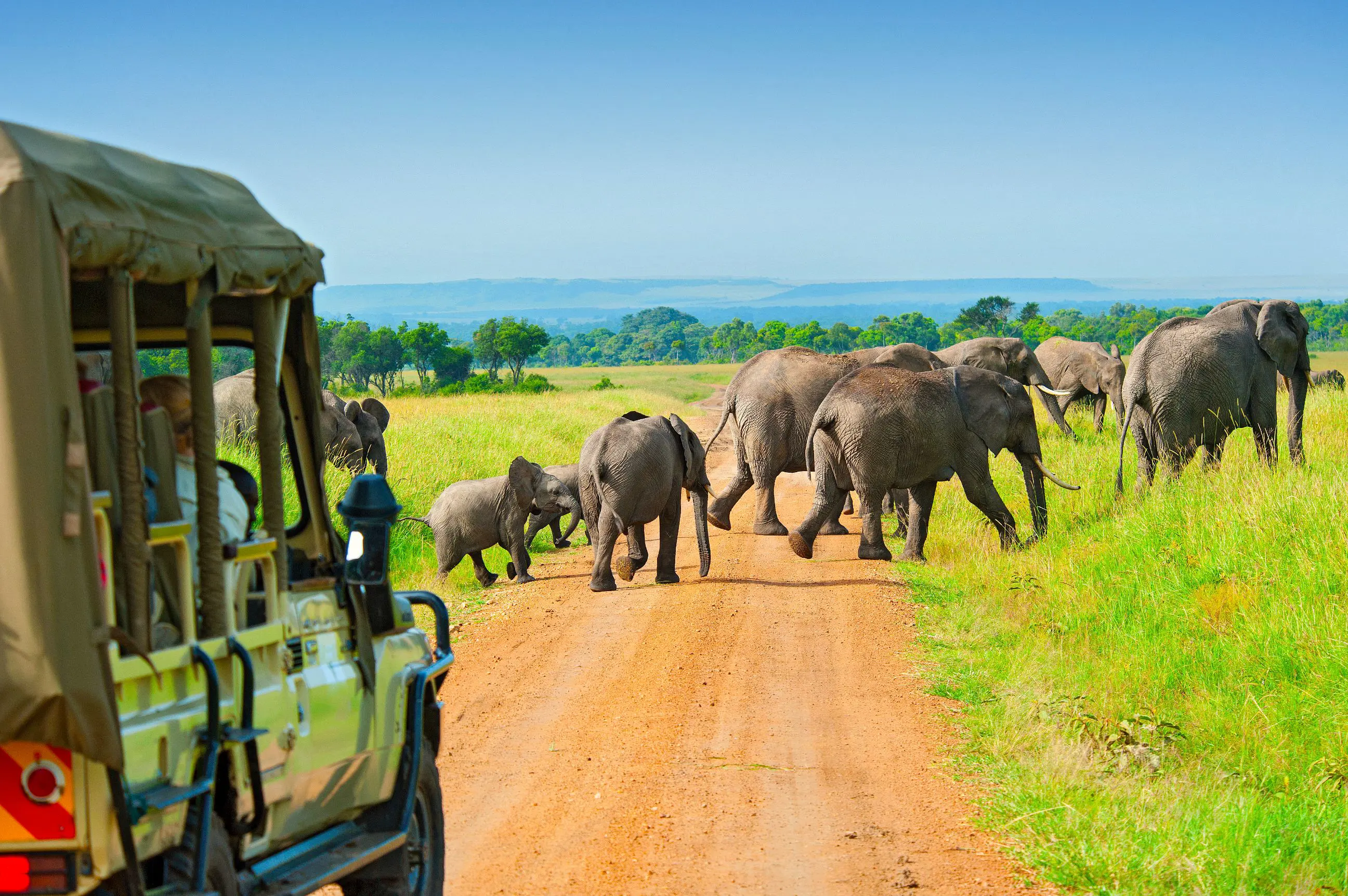 Elephants Crossing Road on Safari