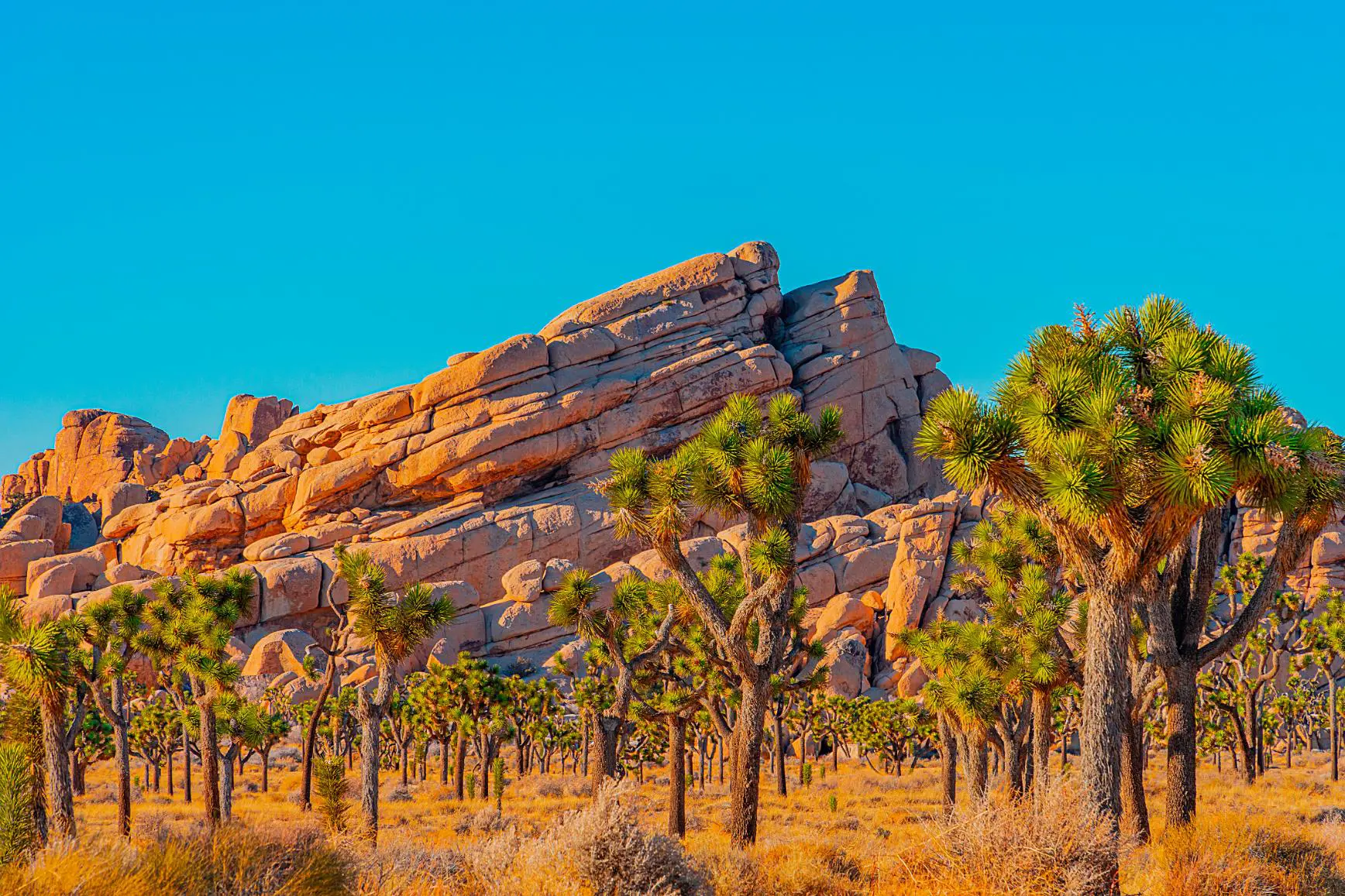 Sh 1932743393 Joshua Tree National Park