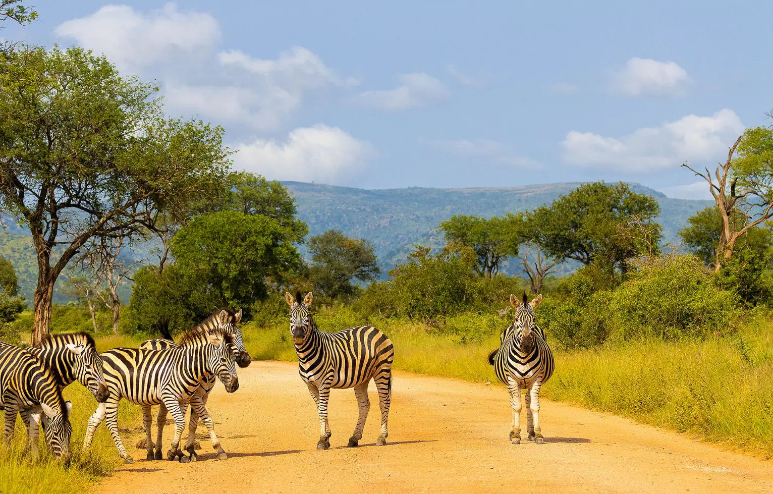 Zebra, Kruger National Park