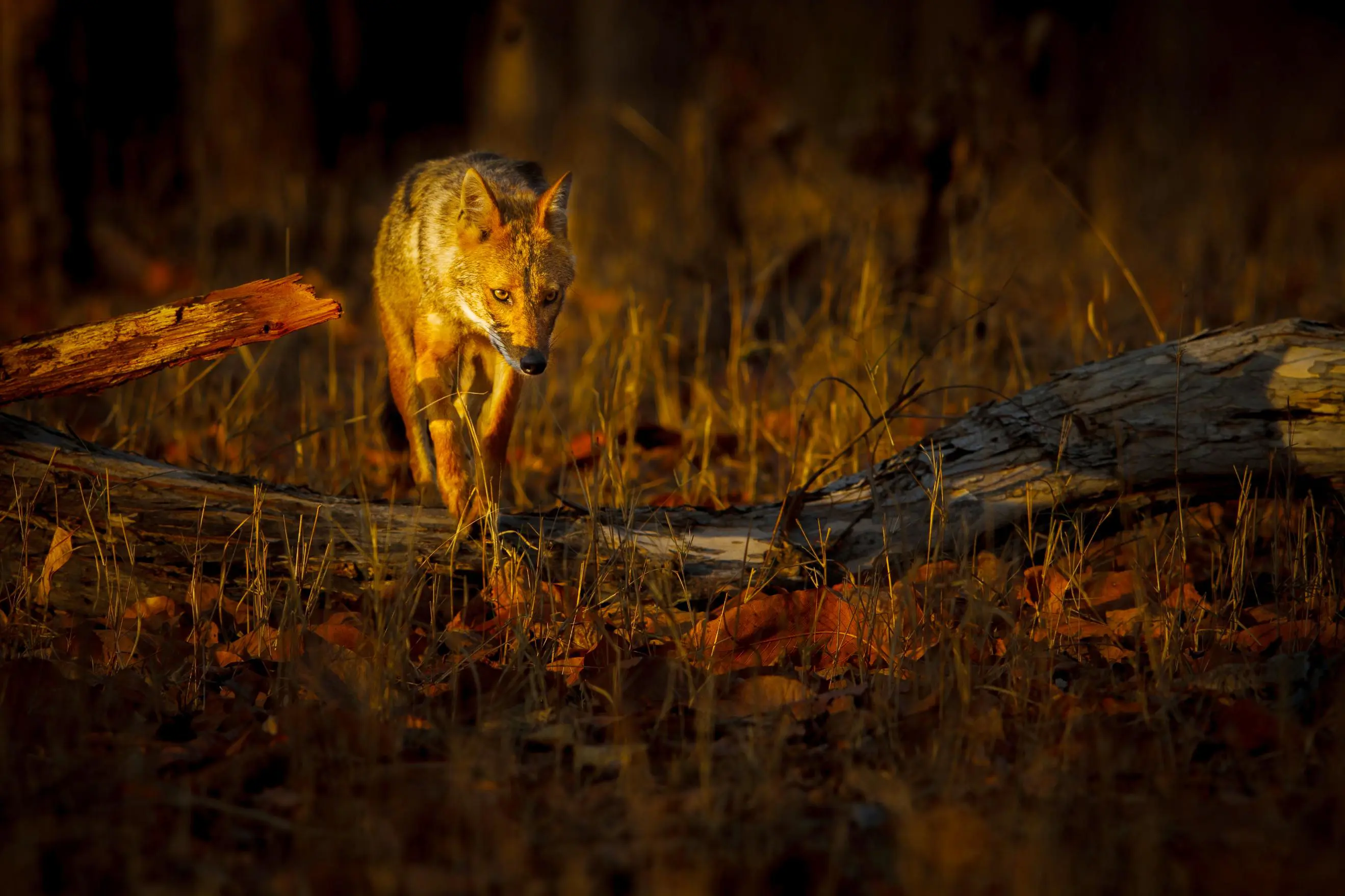 Golden Jackal, Pench National Park