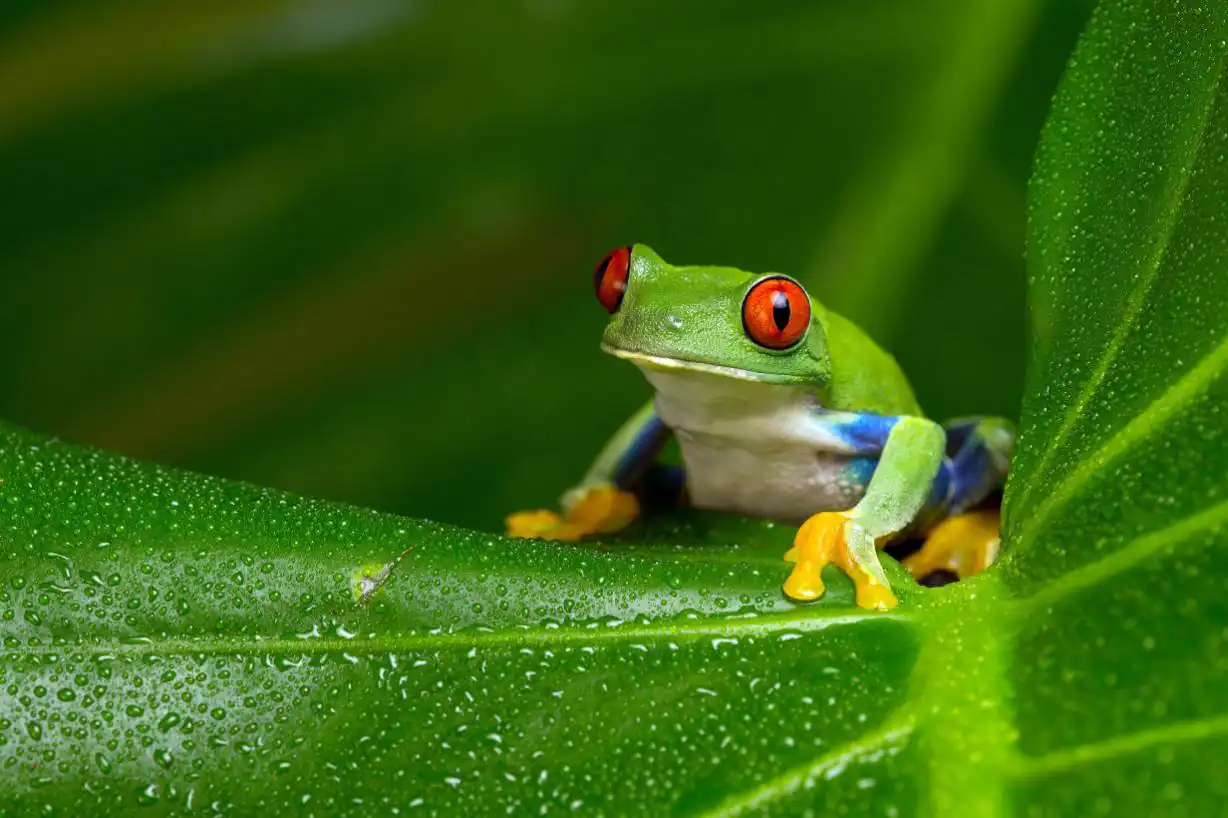 Red Eyed Amazon Tree Frog