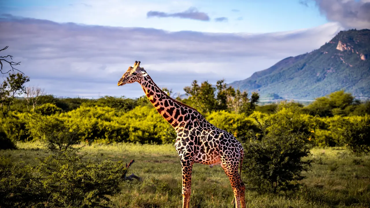  Giraffe, Serengeti National Park