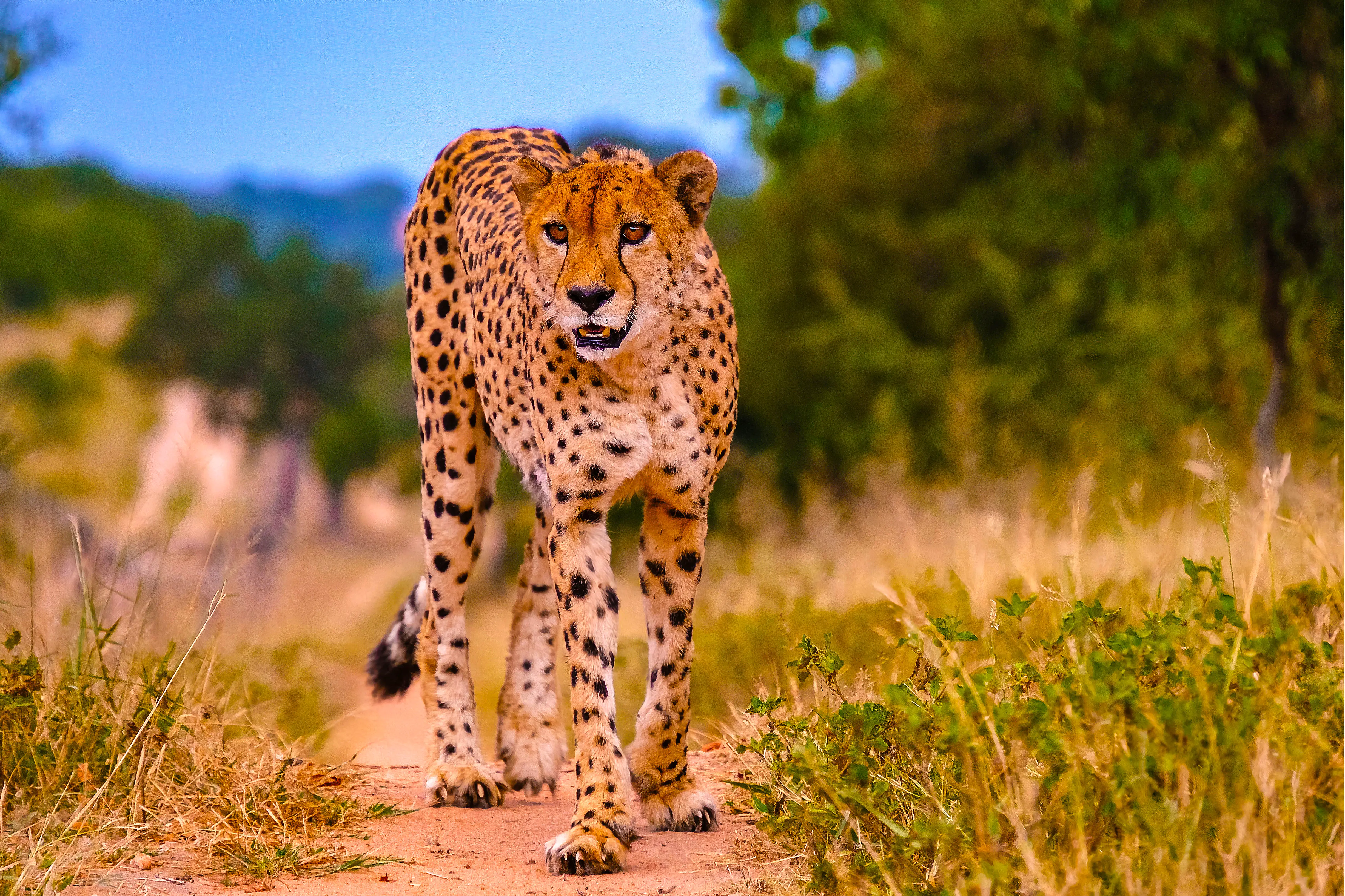 Cheetah, Kruger National Park