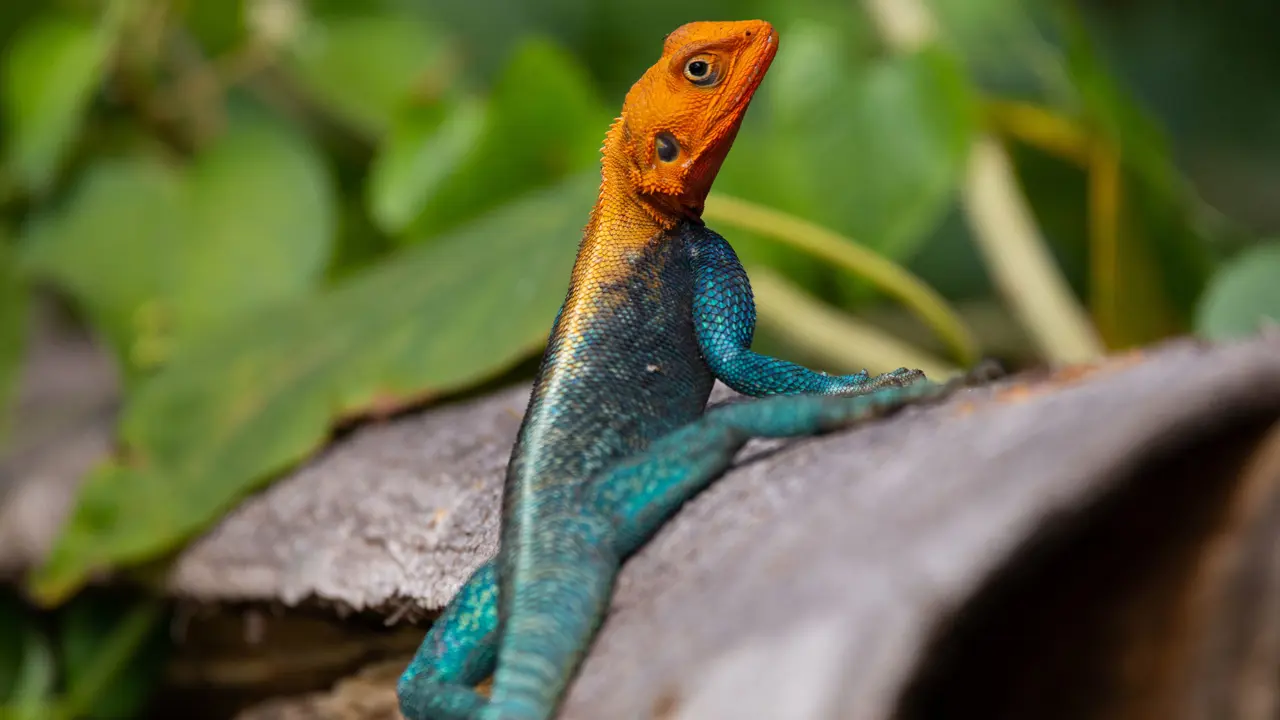 Colourful lizard, Tsavo West National Park