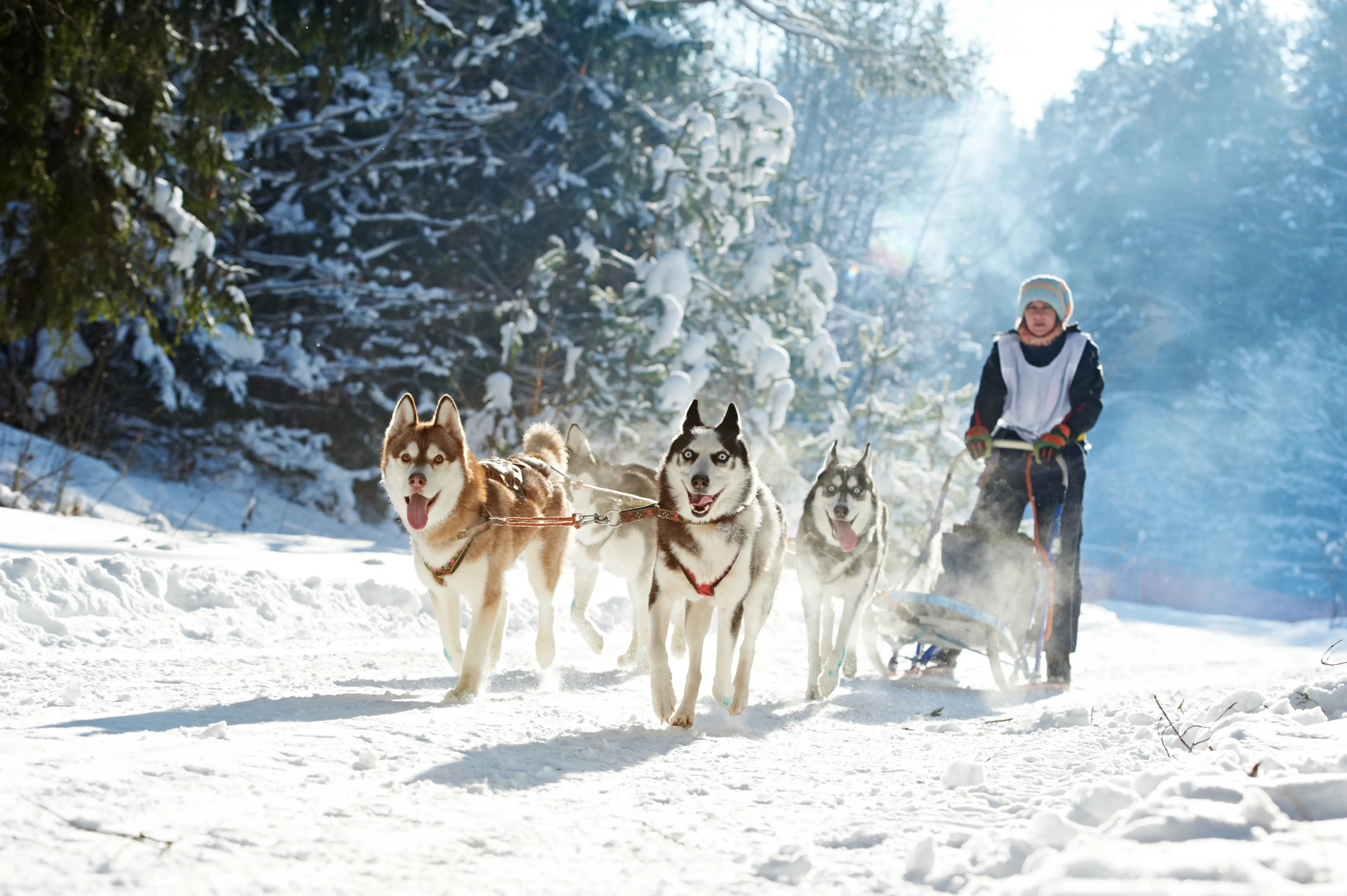 A group of huskies pulling a lady along in the snow 