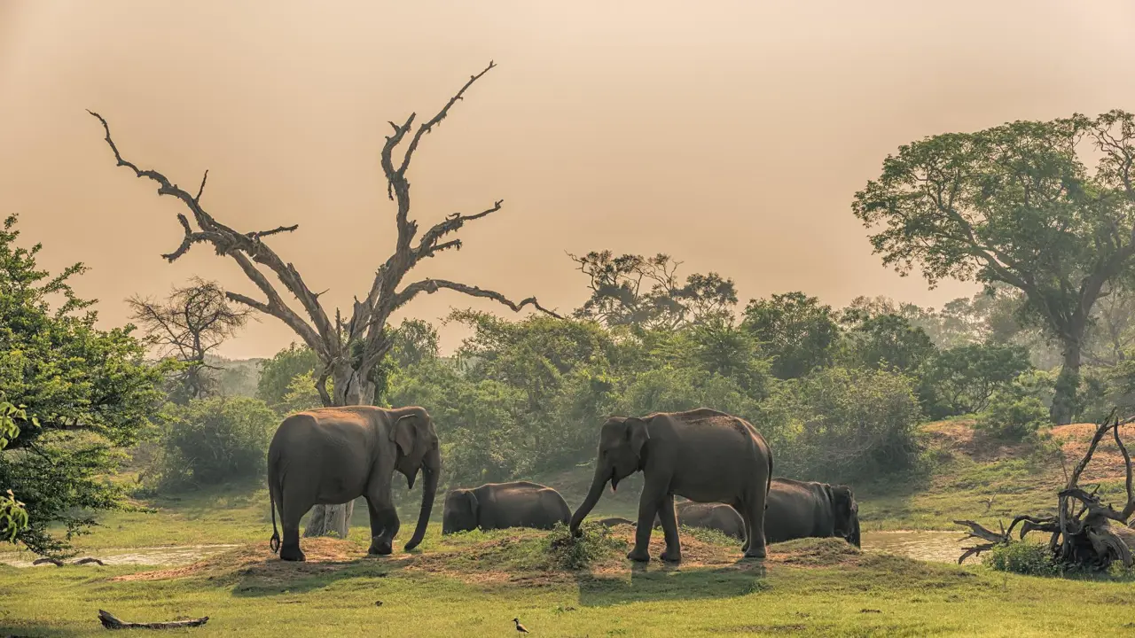Elephants, Yala National Park