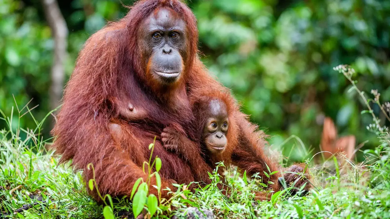 A female orangutan sitting on the grass in a forest, gently holding her baby close to her chest, surrounded by lush green foliage