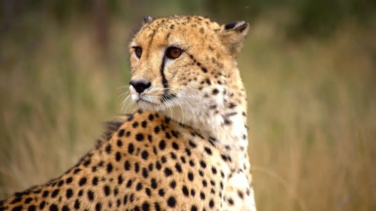 Cheetah, Karongwe Game Reserve