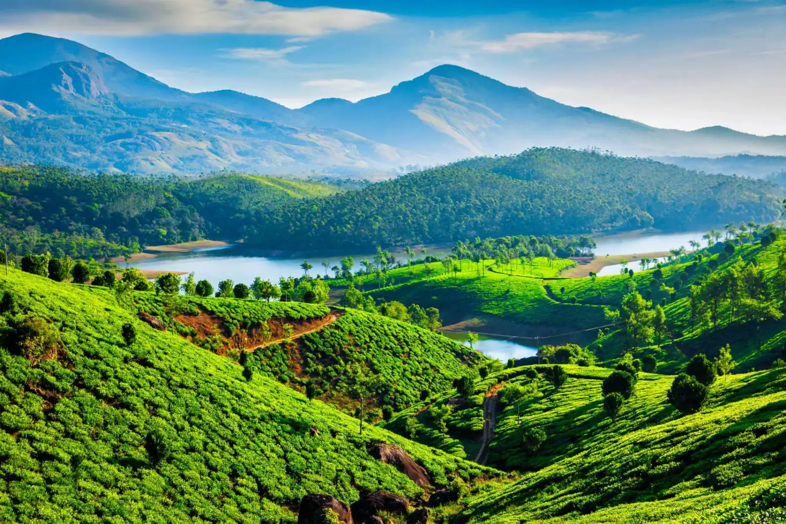 Tea plantations cover rolling green hills near a winding river, with forested slopes and mountains in the background near Munnar, Kerala, India