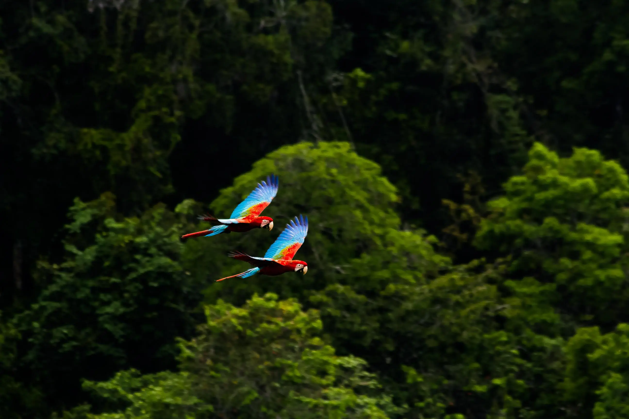 Two wild Red Macaws in flight over the Amazon rainforest
