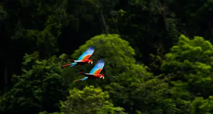 Two wild Red Macaws in flight over the Amazon rainforest