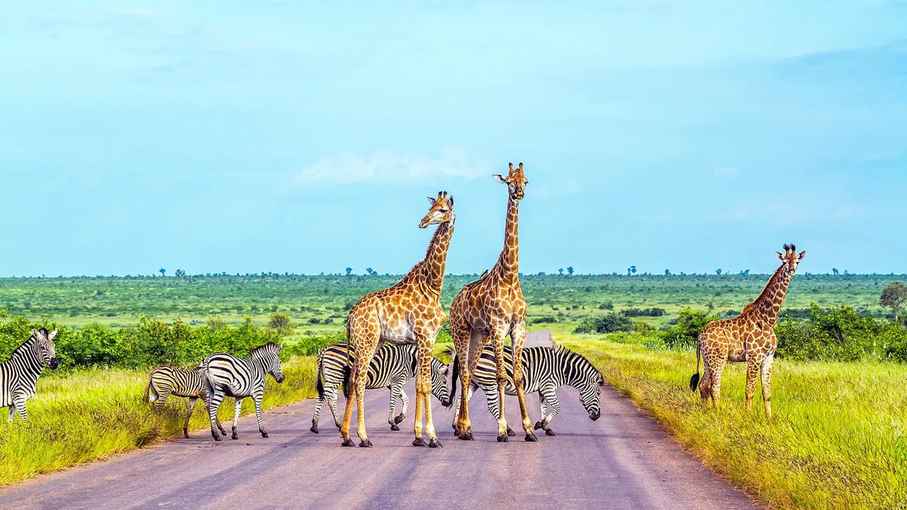 Giraffe and plains zebra, Limpopo