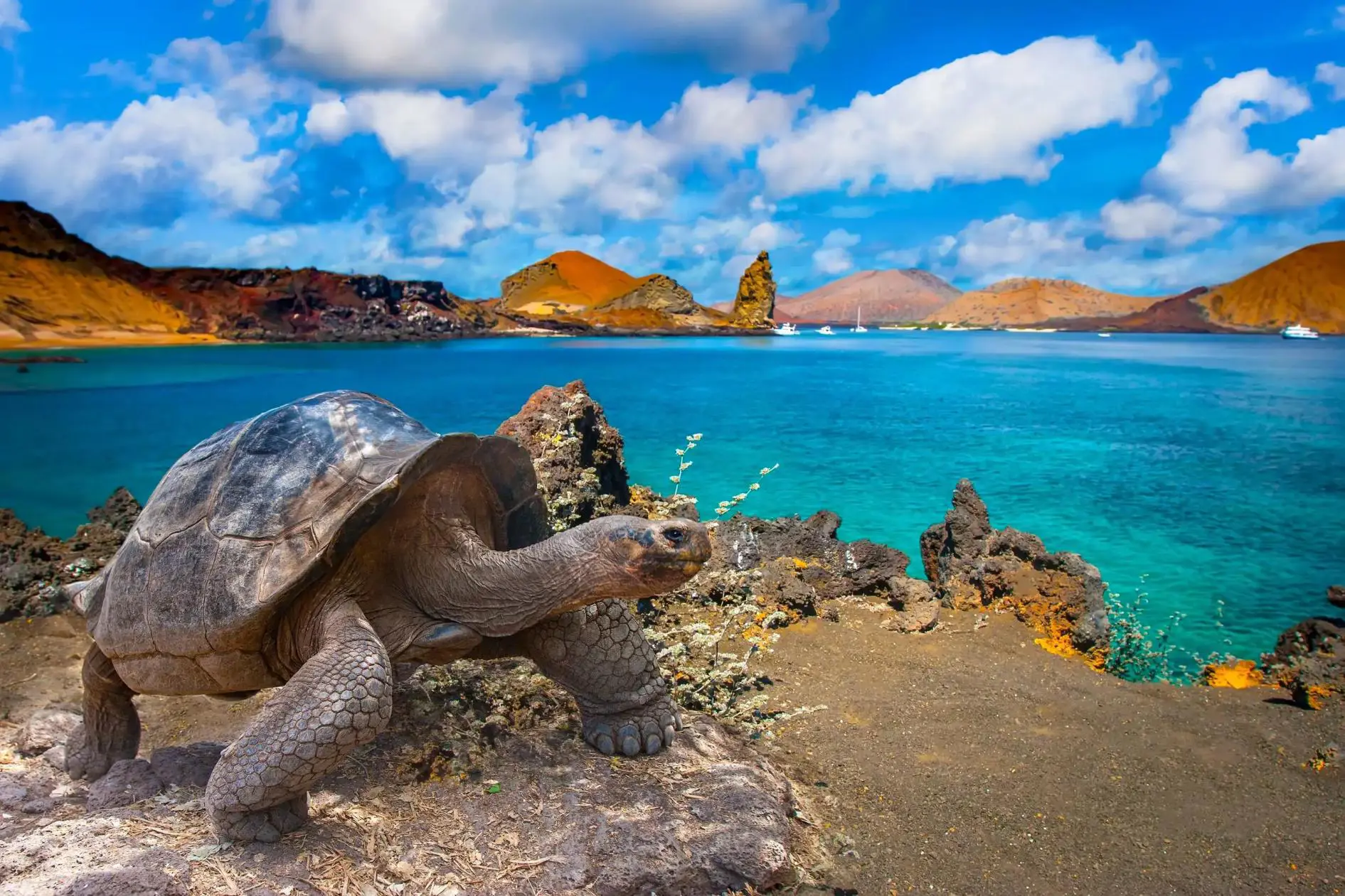 A giant tortoise walking on rocky terrain in the Galapagos Islands by clear blue water with volcanic hills and boats in the distance