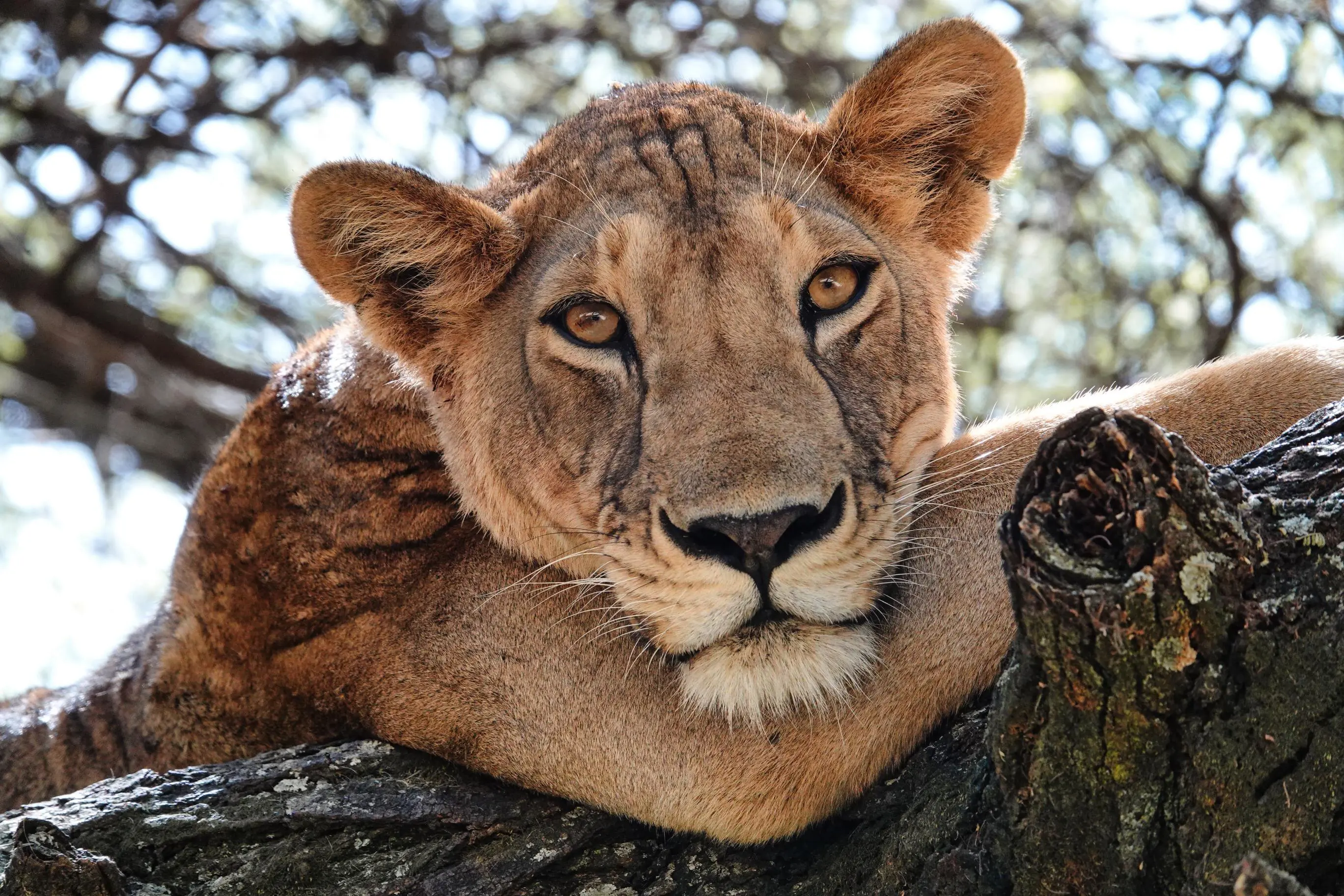 Lion, Serengeti National Park, Tanzania
