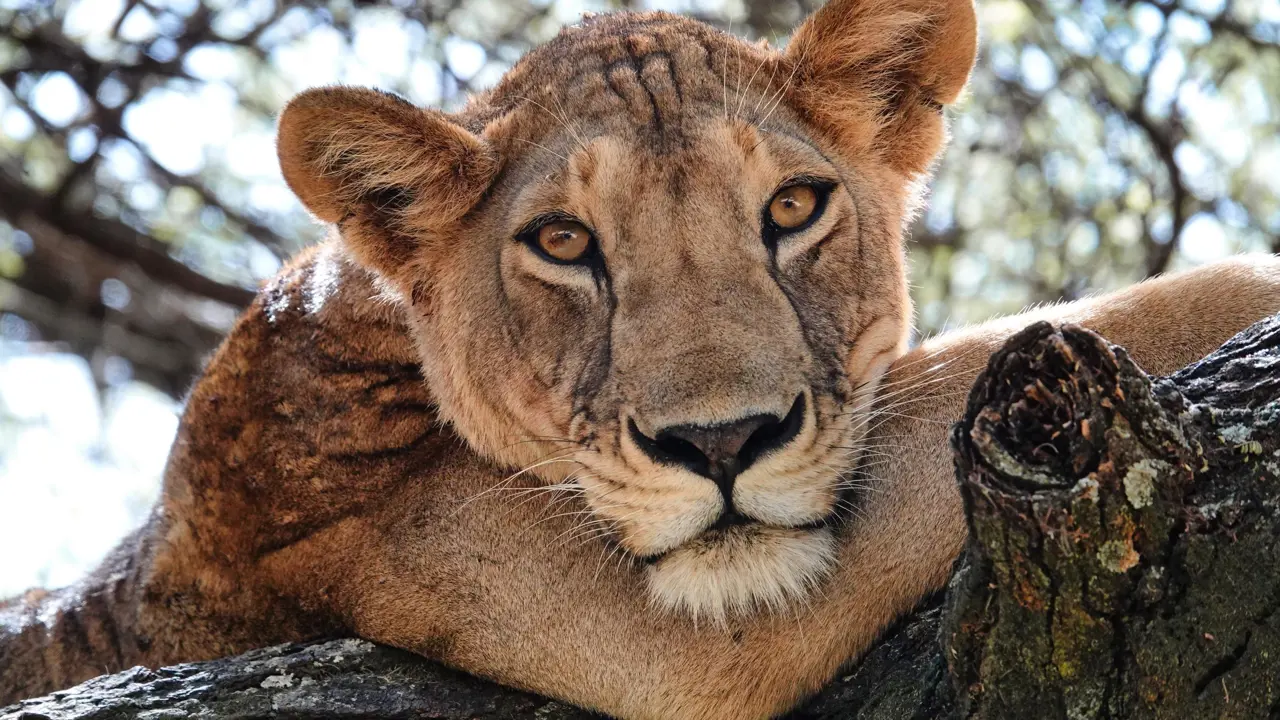 Lion, Serengeti National Park