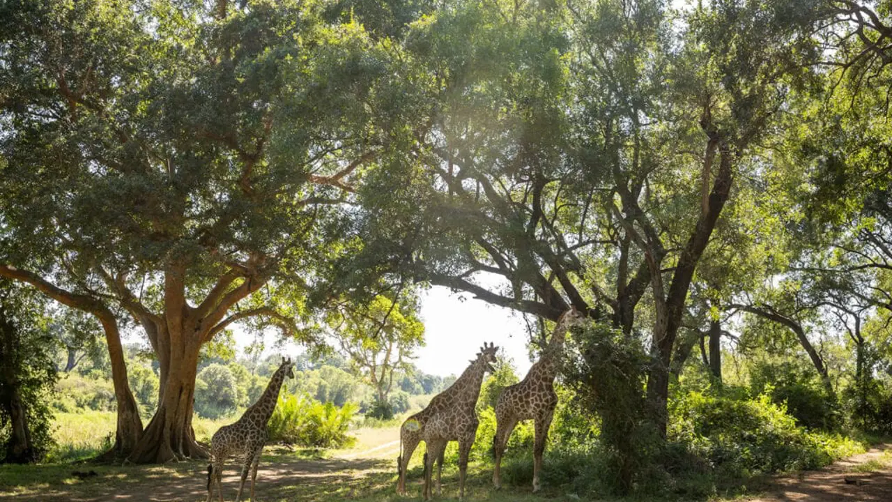 Giraffes, Karongwe Game Reserve