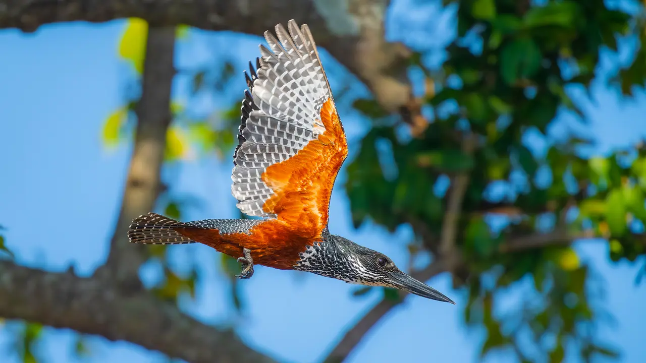 Giant kingfisher in flight, Chobe River