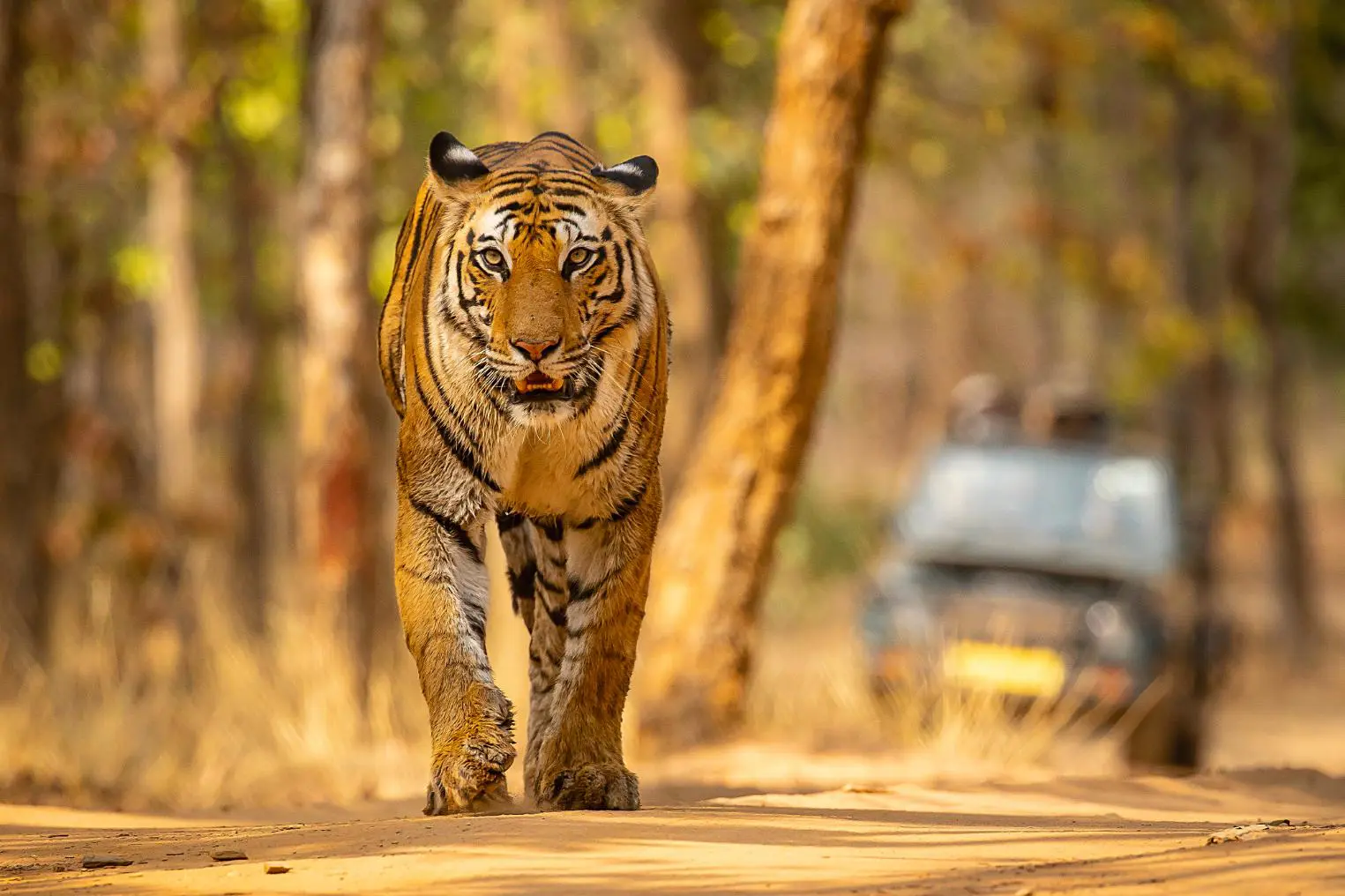 Bandhavgarh National Park