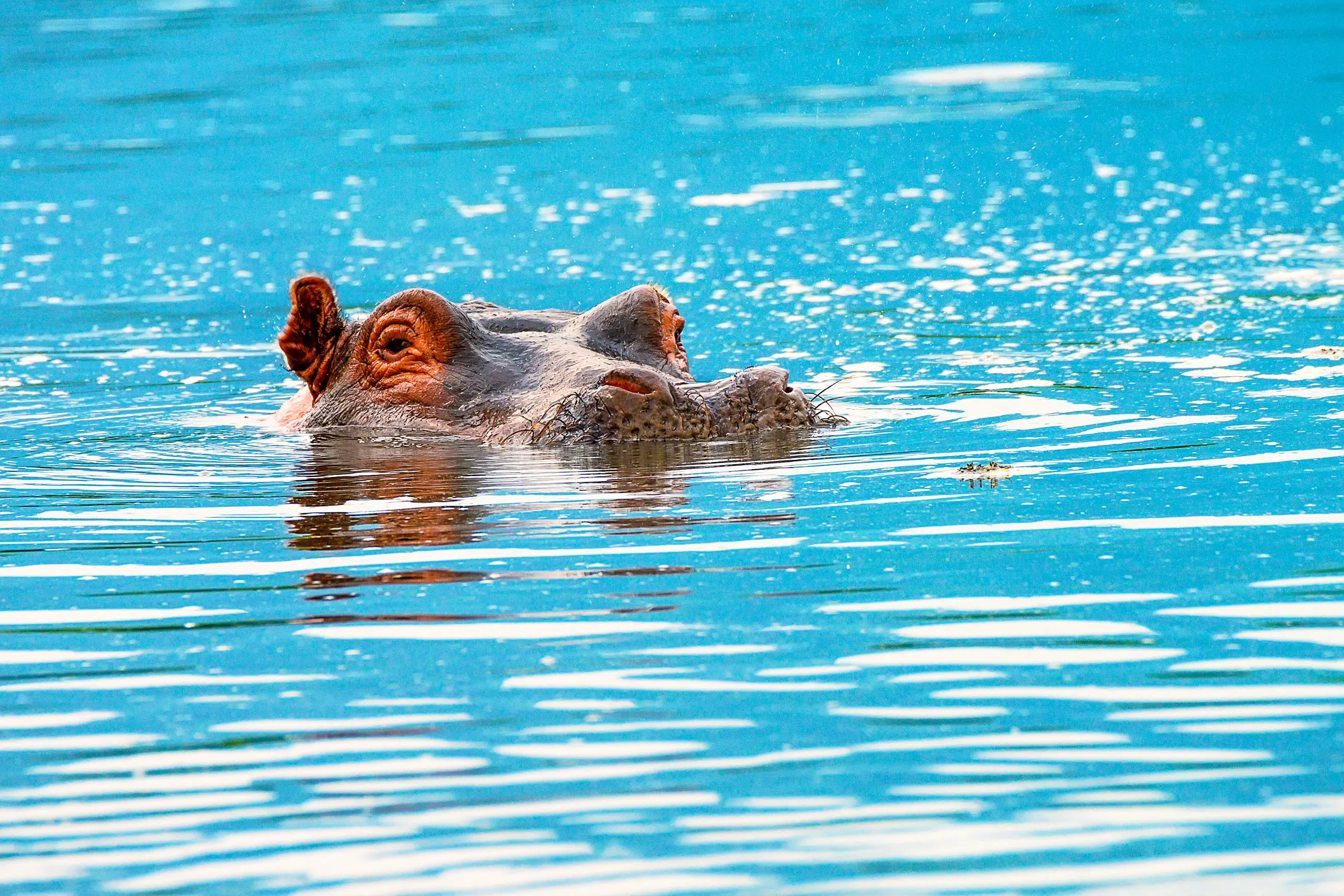 Hippo in Water in Zambezi National Park