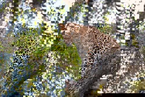 Experience a game drive in Yala