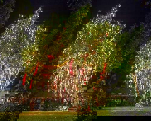 Banana and mango Christmas trees